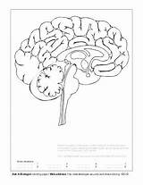 Brain Coloring Worksheet Pages Anatomy Human Labels Getcolorings Getdrawings Drawing Color System Printable Colorings Nervous sketch template