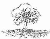 Tree Roots Coloring Oak Olive Massive Drawing Outline Logo Trees Pages Print Size Color Getcolorings Getdrawings Luna Drawings Printable Clip sketch template