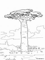 Coloring Baobab Tree Pages Trees Printable African Grandidier Drawing Leaves Supercoloring Colouring Africa Color Crafts Simple Kids Outline Drawings Baobabs sketch template