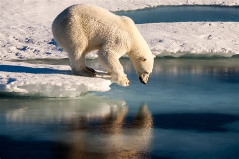 polar bears face  challenge  sea ice  speedier study