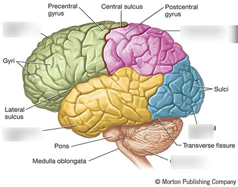 brain lobes diagram quizlet