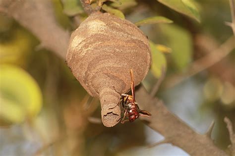 Asian Giant Hornet Nest
