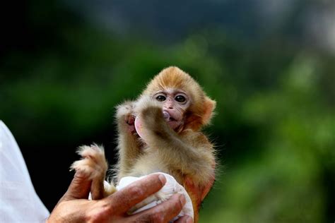 chinese scientists added human brain genes  monkeys vox