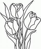 Tulpe Ausmalbilder Ausmalbild Malvorlagen sketch template