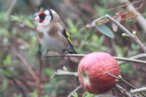 brians birding blog garden full  goldfinch