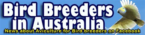 exotic bird pet breeders international