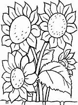 Sunflower Coloring Pages Printable Flower Kids Cute Google Sunflowers Girls Mandala sketch template