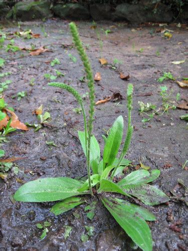 Foraging Texas Plantain