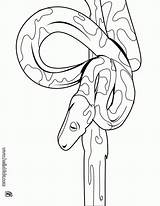 Cobra Lenda Constrictora Ausmalen Pintarcolorir Serpiente Albino Folclore Serpientes Hellokids Drucken Línea sketch template