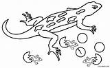 Lizard Cicak Mewarnai Eidechse Gecko Lizards Ausmalbilder Cool2bkids Eidechsen Draco Paud Coloringbay sketch template