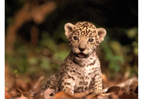 Jaguar Kitten Download Free Vector Art Stock Graphics And Images
