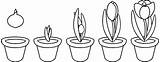 Plante Stages Croissance Planting Pot sketch template