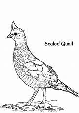 Quail Coloring Scaled Drawing Color Pages California Getdrawings Luna Colorluna sketch template
