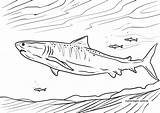 Tigerhai Shark Sharks Haie Ausmalen Malvorlage sketch template