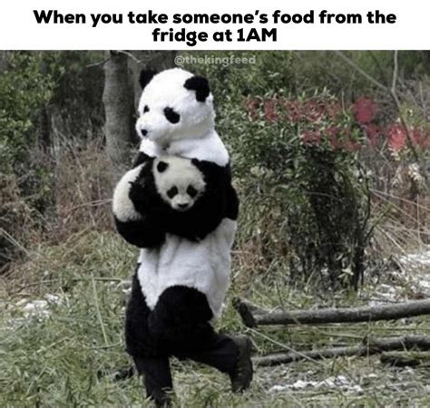 7 Hilarious Panda Memes That’ll Make You Lol Funny Panda Pictures