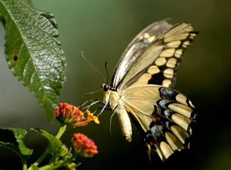 unique wallpaper exotic butterfly