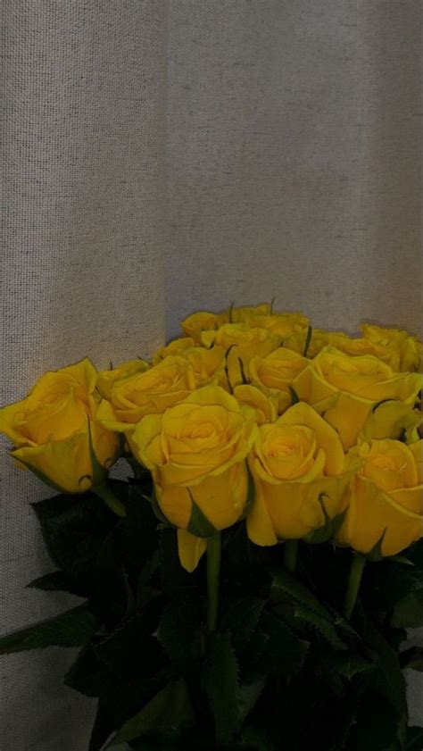 rose 🦋 rosekiller ceo on twitter regulus loves yellow roses so so