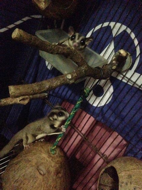 sugar glider small furry  adoption  years  months tobym toshee   family