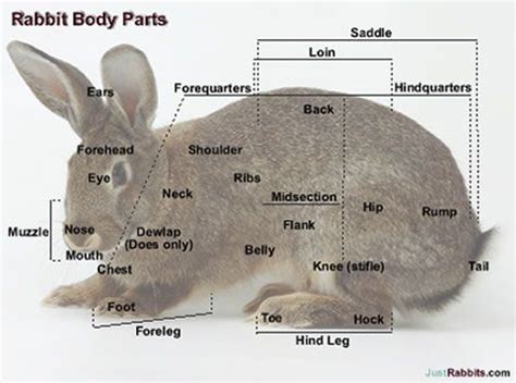 rabbit anatomy body systems functions rabbit anatomy show rabbits rabbit