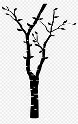 Birch Tree Coloring Ultra Pages Clipart sketch template