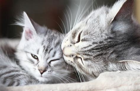 why is it important that your cats groom each other fluffy kitty