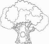 Tree Coloring Pages Oak Colouring Family Printable Trunk Big Banyan Drawing Outline Simple Clipart Color Life Trees History Leaves Without sketch template