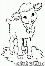 Colorare Ovejas Owce Kolorowanka Pecore Dzwonkiem Pecora Goats Schafe Glocke Owca Cordero Kolorowanki Campana Cabra Capre Malvorlagen Moutons Koza Kozy sketch template
