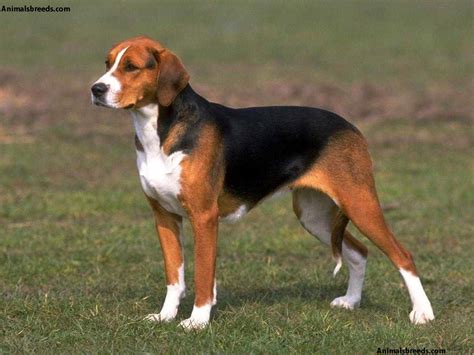 beagle puppies rescue pictures information temperament