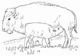 Bison Coloring Pages sketch template