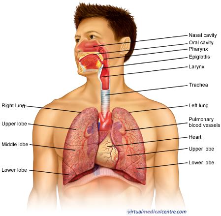 respiratory system pulmonary system information myvmc