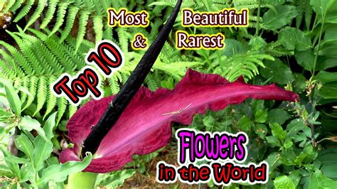 Top 10 Most Popular And Rarest Beautiful Flowers In The