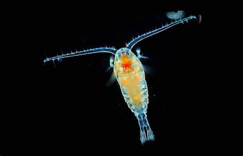 noaa facts   plankton