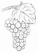 Grapes Grape Uva Trauben Ausmalbild Tomates Ausmalen Supercoloring Patrones Malvorlage Zeichnen Weintrauben Strichzeichnung Frutas Reben Colorear Tole Diyflowers Selbermachendeko sketch template