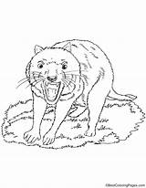 Tiger Tasmanian Coloring Pages sketch template