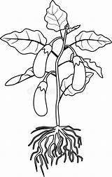 Eggplant Brinjal sketch template