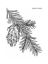 Coloring Fir Rocky Needles Douglas Mountain Pages sketch template