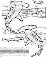 Sharknado sketch template