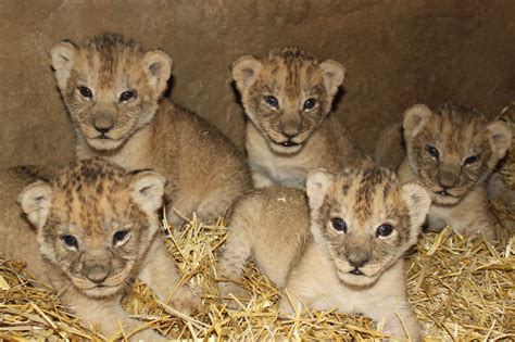 cute lion cubs lion cubs photo  fanpop