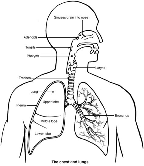 best lung diagram with labels for biology classes jdy ramble on