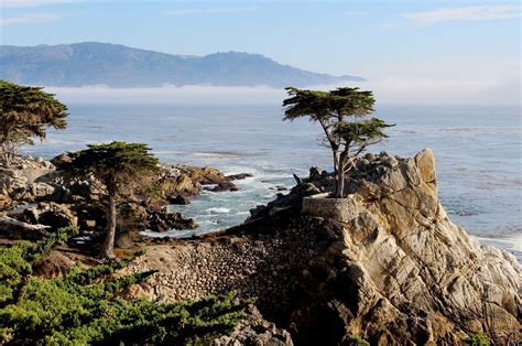 lone cypress    californias  enduring etsy