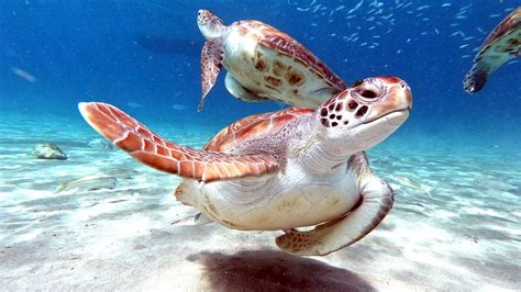 sea turtles travel  turtle hub