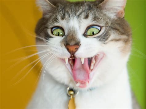 Funny Cat Desktop Backgrounds