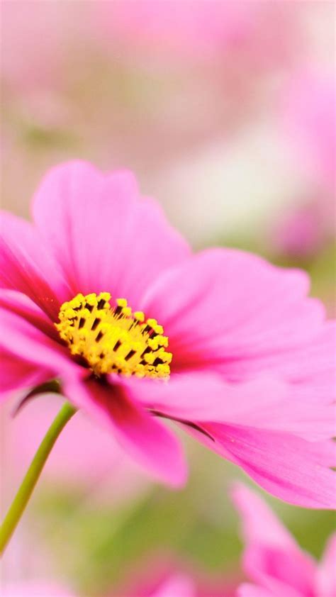 Pink Dahlia Macro Flower Android Wallpaper free download