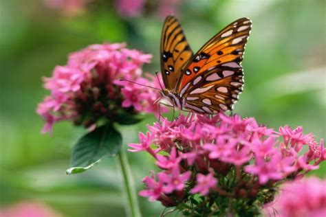 the most beautiful butterfly wallpapers most beautiful