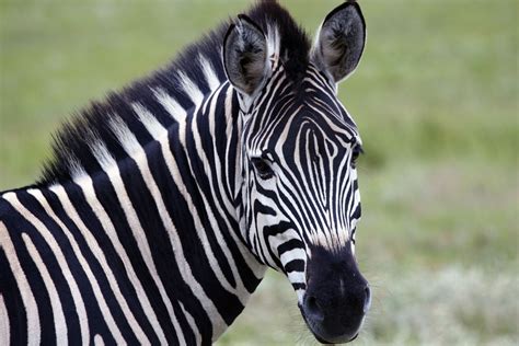 fun facts  zebras