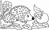 Herbst Malvorlagen Hedgehog Baby Drachen Hedgehogs Caterpillar Einzigartig Exklusiv Bulkcolor Meet sketch template