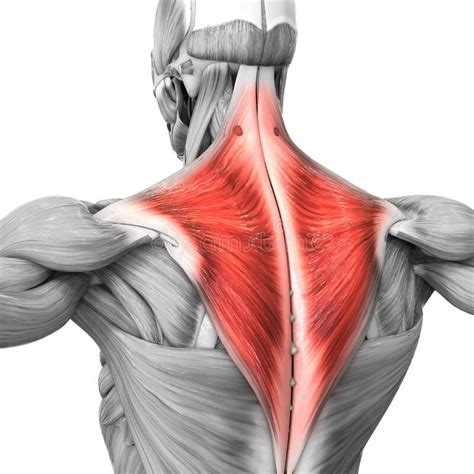 menschliche muskelschmerzen systemteile trapezius muskelanatomie stock