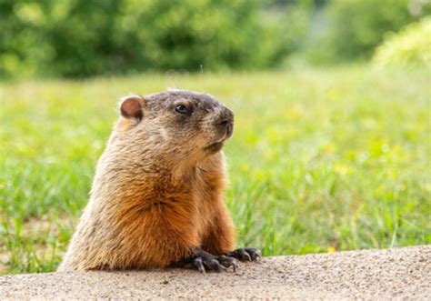 fun facts      groundhogs  groundhog day