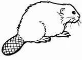 Beaver Coloring Pages Clip Clipart Cartoon Color Realistic Castor Cliparts Simple Beavers Gif Kids Coloringpages1001 Library Popular Ws sketch template