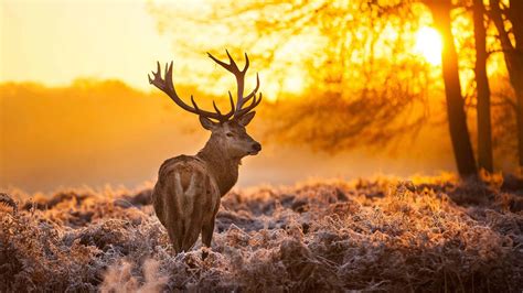 reindeer  sunset uhd  wallpaper pixelz